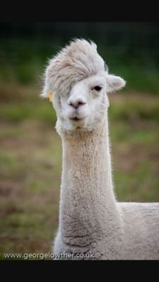 LlamasAreBea's profile picture. Llamas Say Obay