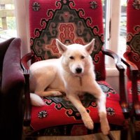 Alexis Gimovsky (@lunacasey1718) 's Twitter Profile
