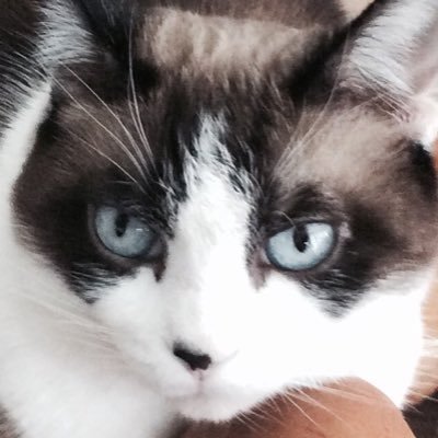 meowskerkitty's profile picture. Because the internet needs more cat pages! Support internet cats, FOLLOW our page right #meOw =^..^= All kitty, all cat, all day, everyday!