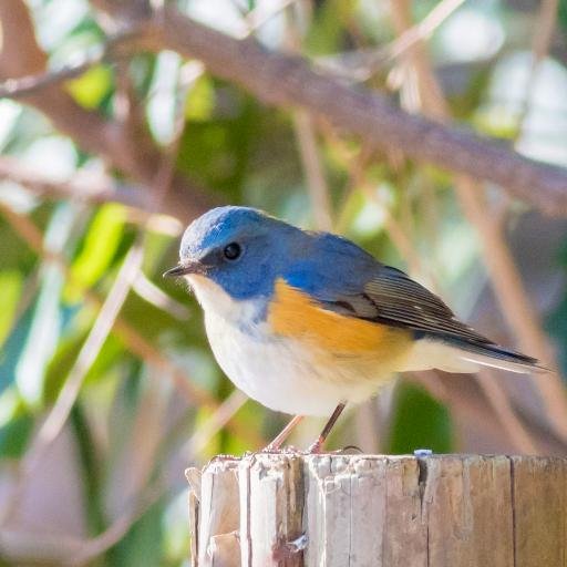 野鳥撮影、カメラ、オールドレンズ、フィルム、風景、ポトレ、時計、喫茶店、ゆかり王国民。