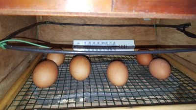 Hello and welcome to my channel I am a 19 year old young man who has a passion for farming. Welcome to my egg incubation videos