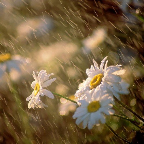 Without Her Permission I Will Touch Her Only To Wipe Her Tears..! That Is True Love..!
