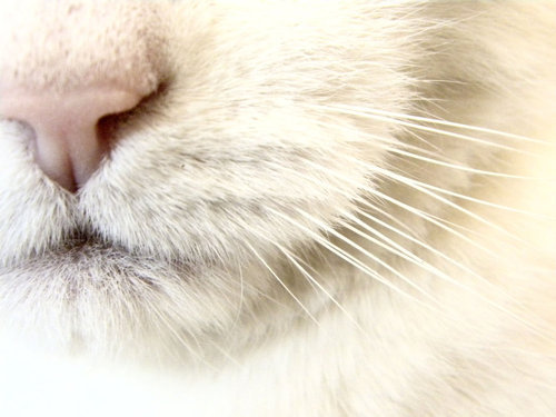 F_Nikita's profile picture. seo, blogs. music ;)