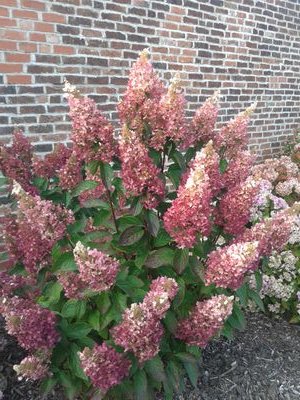 The largest Hydrangea collection in the UK and home to the Plant Heritage National Collection of Hydrangea paniculata.