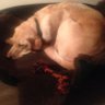 jasonbealblue's profile picture. i am visually impaired IT trainer. i am a qualified Jaws for windows trainer and ZoomText trainer. 
i also have experience of accessibility audits