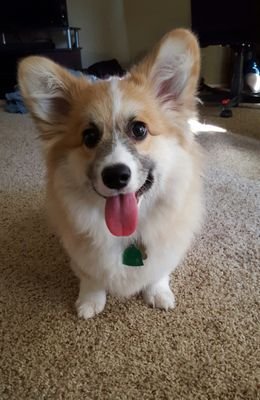 Just a lovable Fluffy Pembroke Corgi ❤
Born June 29, 2015 and living in California
Follow my instagram @athena_thecorgi
