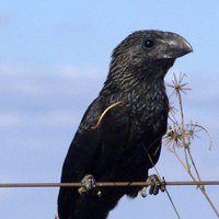 Pijul (@pijul_org) 's Twitter Profile