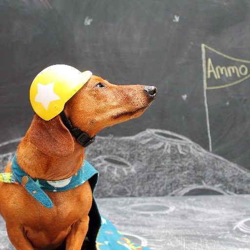 Adventure Awaits! Follow along in the life of super dog Ammo. Don't forget to check out our pony friends @painting_pony