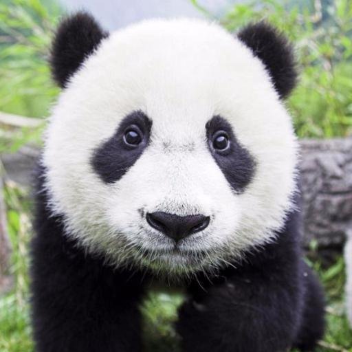 Nifelim27's profile picture. 