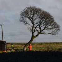 Stephenson Trees (@stephensontrees) 's Twitter Profile