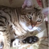 Dawn Kellogg (@kellogg3dawn) 's Twitter Profile