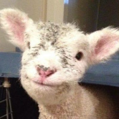 Ritzyfuse1's profile picture. 