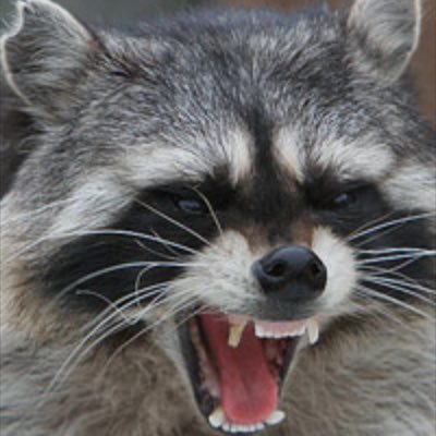 Crazy raccoon