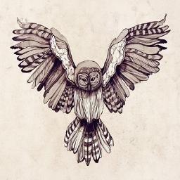 yfnowl Profile Picture