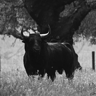 La importancia de Los Toros en el Siglo XXI. Más que nunca