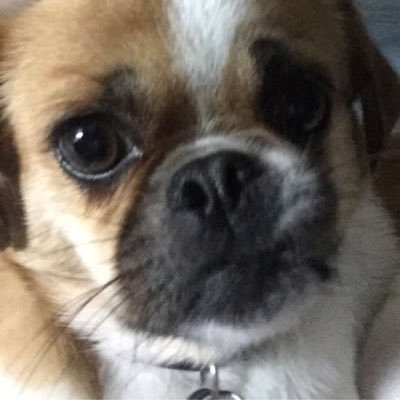 lifeis2ruff's profile picture. 