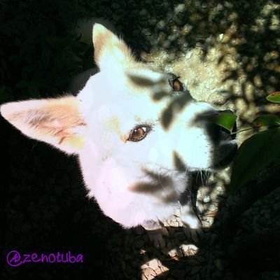 zenotuba's profile picture. つぶやきは雑多 UNICITY ラバッパー 勘助(雑種:メス 17/01/13 永眠) なーこ(ノルウェージャンフォレストキャット:メス) 年中ディズニーに行きたい
