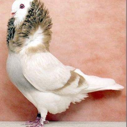 amohahammed's profile picture. Peace 👊 Poverty!...poverty is painful!😭
decent living standard develop Peace!🌲
# humanity approach 👉 heal neglected 💔 in human! 🍀🌱