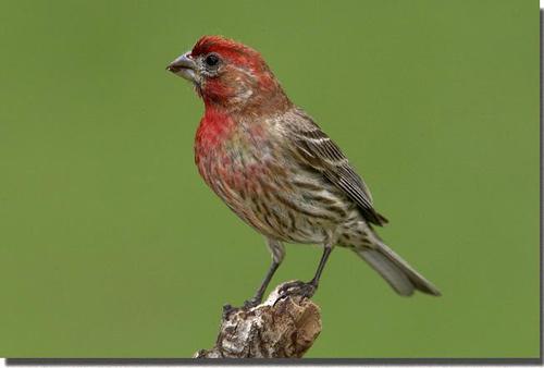 wbusac's profile picture. Your Backyard Birdfeeding Specialist