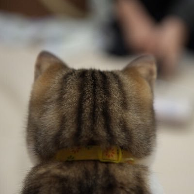 Konpeki381's profile picture. 小学校時代に読んだエッセイ集のテーマから名前をいただきました。幼少の頃からのおもらし、おねしょ好きです。オネショの温かさに包まれた感覚で呟きます。またおもらしに到る前の会話や、事後の恥ずかしさを紛らわせるやりとりなんかが好きです。 普段は検査技師のフリーター してます、宜しくお願いします。