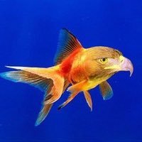 JordanManfish's profile picture. Baseball, Football, and Wrestling.