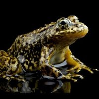 Vredenburg Lab (@wavingfrog) 's Twitter Profile