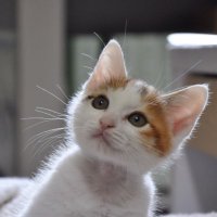 猫の里親をさがす会(@shosukereiko) 's Twitter Profile Photo