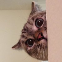 Nala_cat (@iamnalacat) 's Twitter Profile