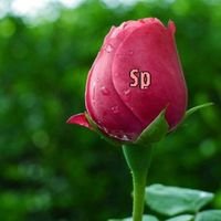 sp_anabyl's profile picture. 