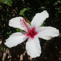 Sibylle Schroer (@schroersibylle) 's Twitter Profile