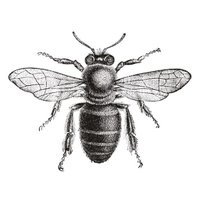 WanderingBee (@wanderingbeeuk) 's Twitter Profile Photo WanderingBee (@wanderingbeeuk) 's Twitter Profile Photo