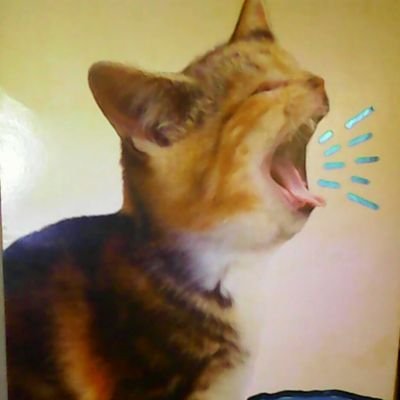 TammyT01's profile picture. utterly disgusted by the whole damn mess...left is best