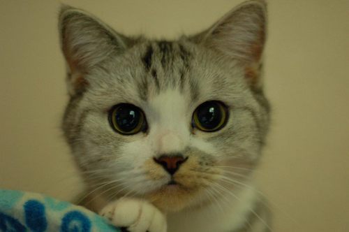 愛知県豊橋市で小さなIT会社を経営していましたが、2018年に珍しい病「多発性硬化症(MS)」を患う。活動量半減。麻痺した四肢をひきずりつつ、再発と進行とPMLに怯えながらも、いつ死んでも後悔しないように残りの寿命を全力で生きています。奇妙な出来事に遭遇しがち。新しい事と面白い事とネコが好きな元道民のおっさんです