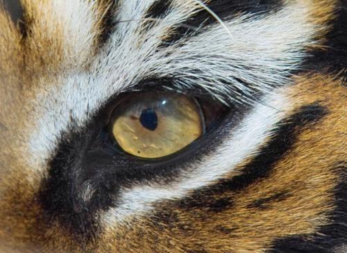 Chikyala's profile picture. 