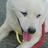 daisuke_koro's profile image