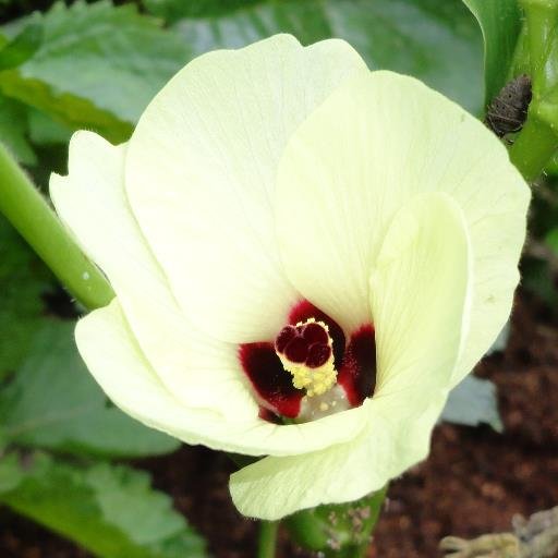 Kingsalmon13's profile picture. 