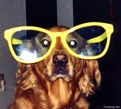 i am a dog who is a movie critic. not a critic of dog movies. dont be ridiculous.