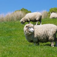 max (@tasmania888au) 's Twitter Profile Photo