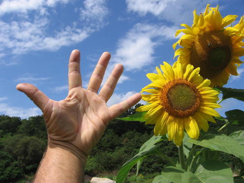 CapeCodOrganics's profile picture. Cape Cods largest Organic CSA Farmshare