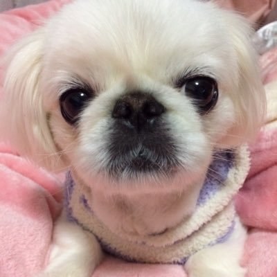 愛犬MELUMOと暮らしていますU^ェ^U ペキニーズ大好き💕 韓国語も勉強中。韓国曲も良く聞きます🎼🎧