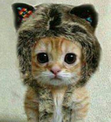 Lynx60C's profile picture. Conservative, Religious, Retired. I believe in God, Family, Bigfoot, LochNess, Paranormal, UFOs n Mermaids!