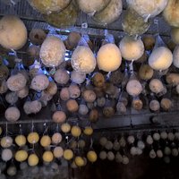 giovanni schiuma (@gioschiuma) 's Twitter Profile