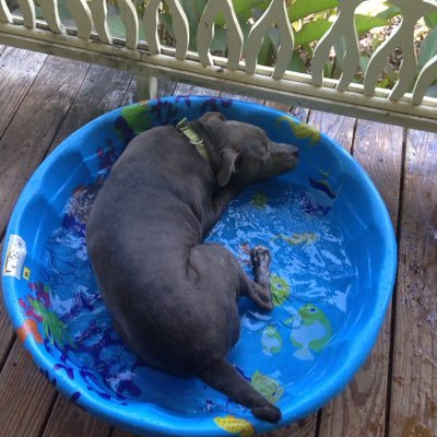 yerarsenal's profile picture. A proud uncle, huge music fan & lifelong Dallas Cowboys fan. Usually the last to know.