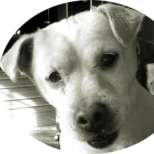 Miperroinfo's profile picture. 