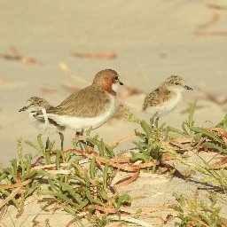 MA_Birdsong's profile picture. 