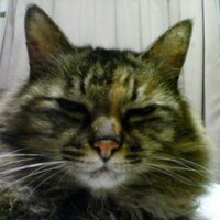 TONPY (@tonpydabada) 's Twitter Profile