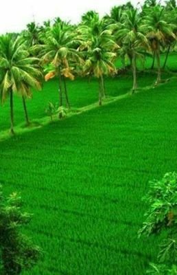 mohankmkrn's profile picture. 