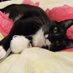 Rolo the Rascal (@rolo_the_cat) Twitter profile photo Rolo the Rascal (@rolo_the_cat) Twitter profile photo