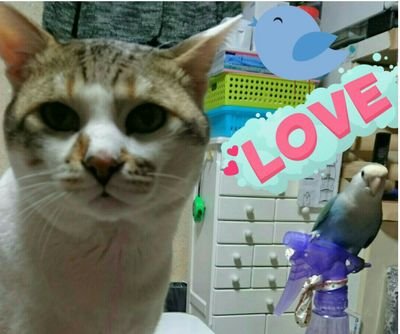 迷い猫ミッキー&コザクラインコのユキと、まったりのんびり過ごしてます😸🐦最近は子猫のさくらも増えました🐱