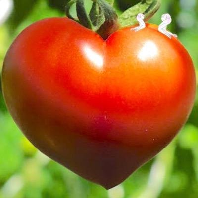 とまさんのプロフィール画像
